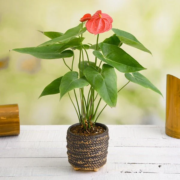 flower-image