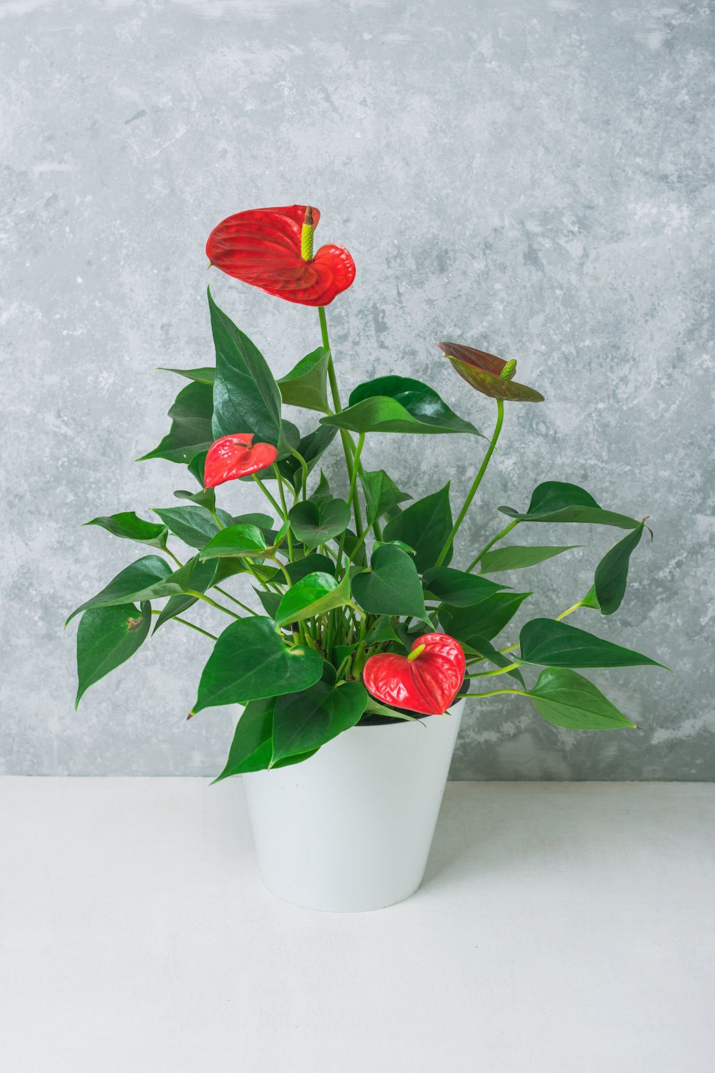 flower-image