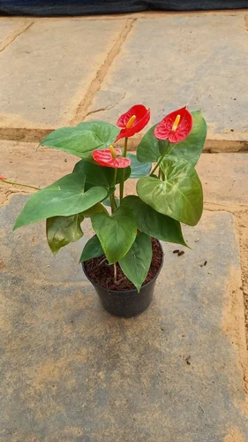flower-image